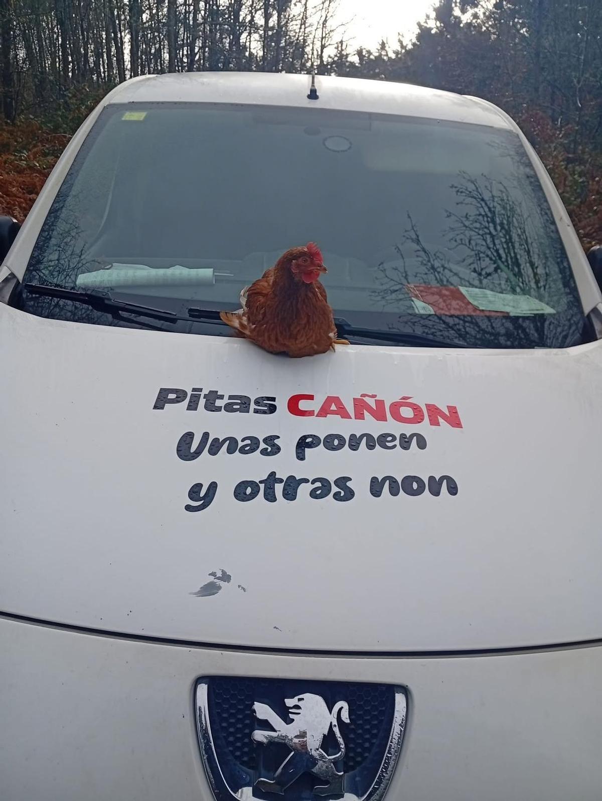 La empresa firma en el capó del auto con un pollo.