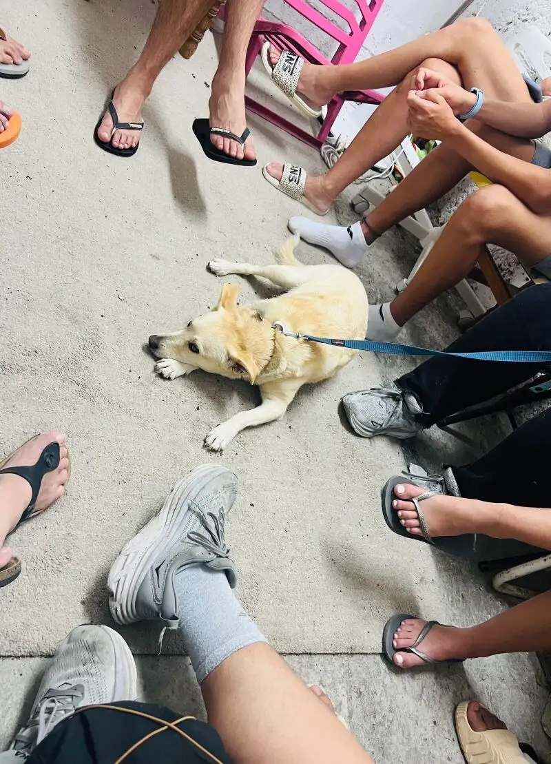 Personas y animales se refugian en refugios en Israel