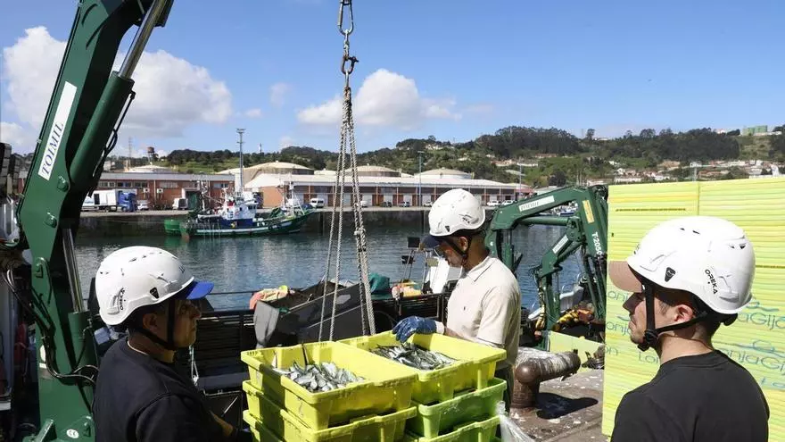 Descarga de unos 8.000 kilos de bocarte en el Musel