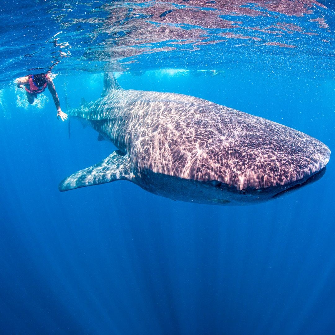 Tiburón ballena en la isla Holbox, México