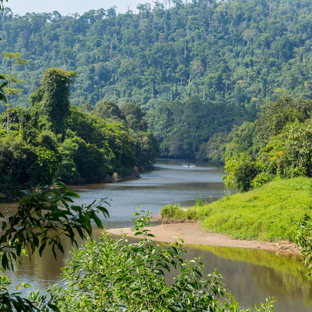 Parque Nacional Ulu Temburong, Brunéi