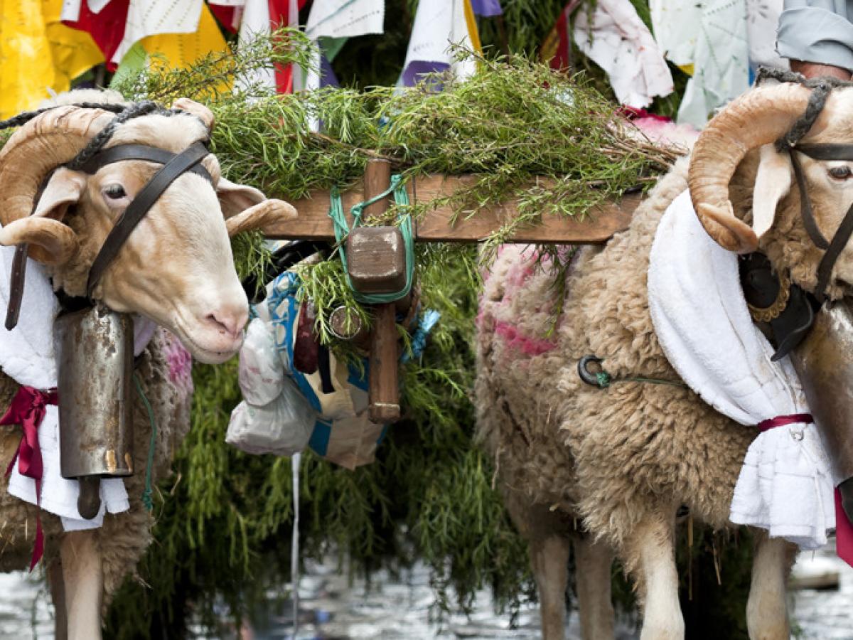 gran procesión de monos