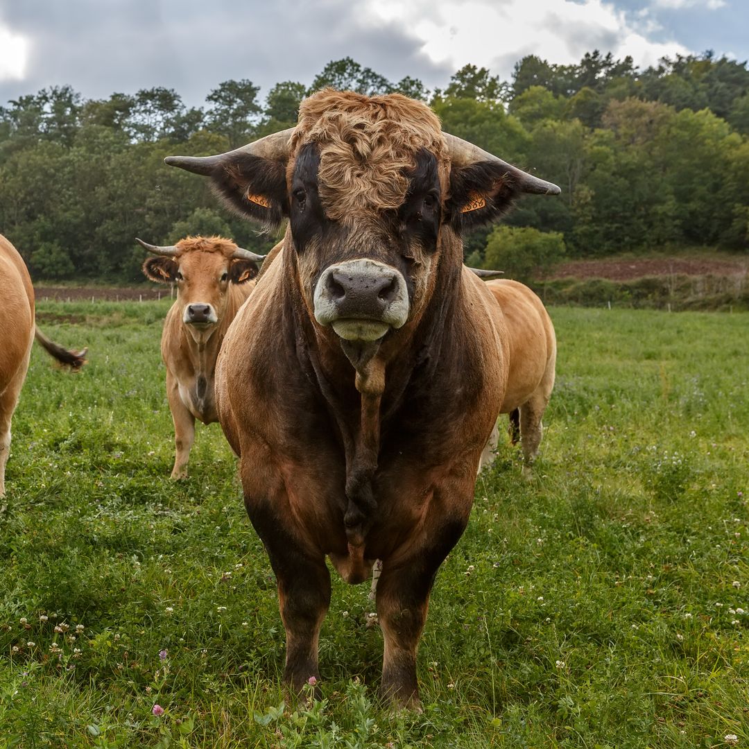 Vacas en Aubrac, Francia