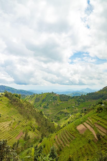 Parque Nacional Nyungwe, Ruanda.