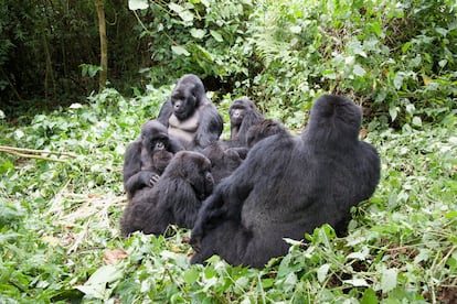 Los gorilas del Parque Nacional de los Volcanes, Ruanda.