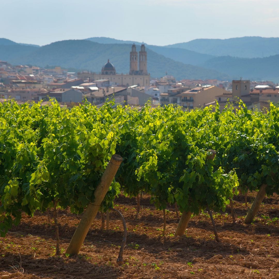 Viñedos y Sant Pere de Ribes, Garraf, Barcelona