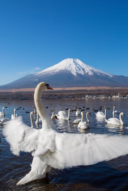 Cisnes en el hermoso lago Yamanaka en Japón.