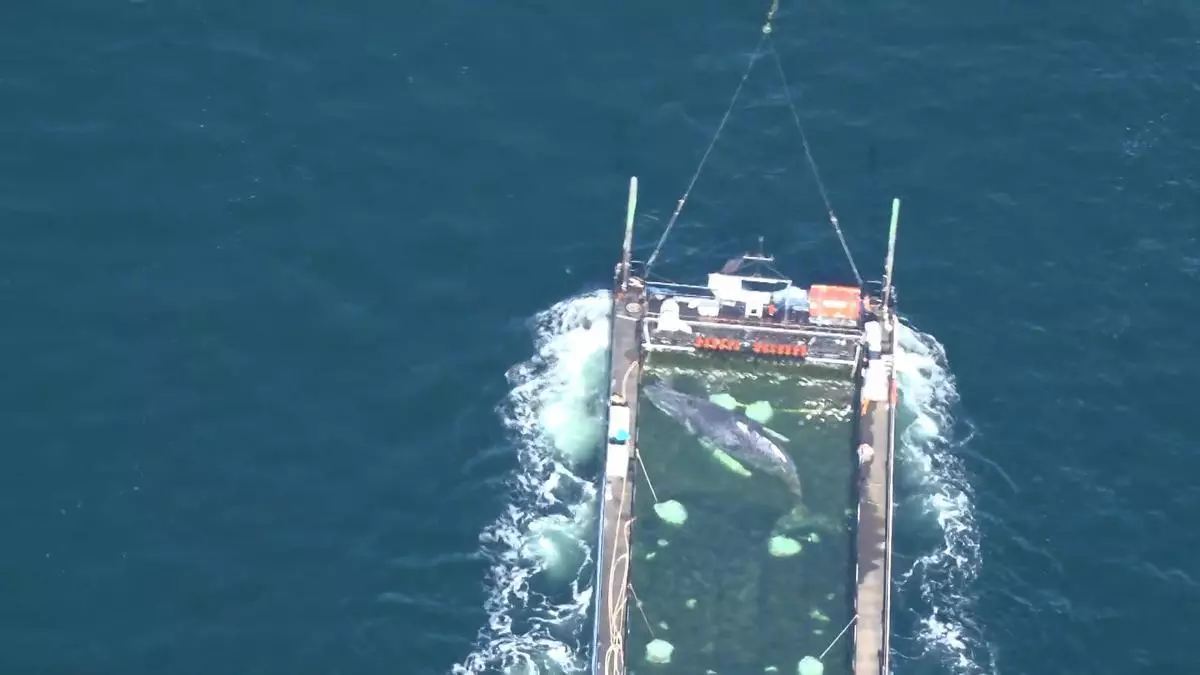 La ballena Timmy ahora nada en su camino hacia la libertad.