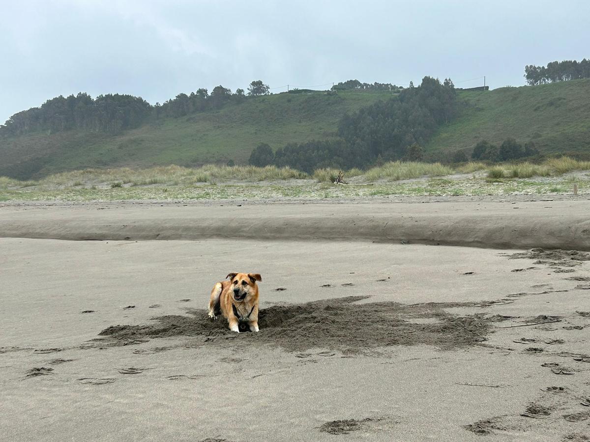 Draco jugando en la arena de la playa de Bayas.