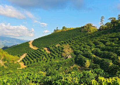 Finca cafetalera en Cobán.
