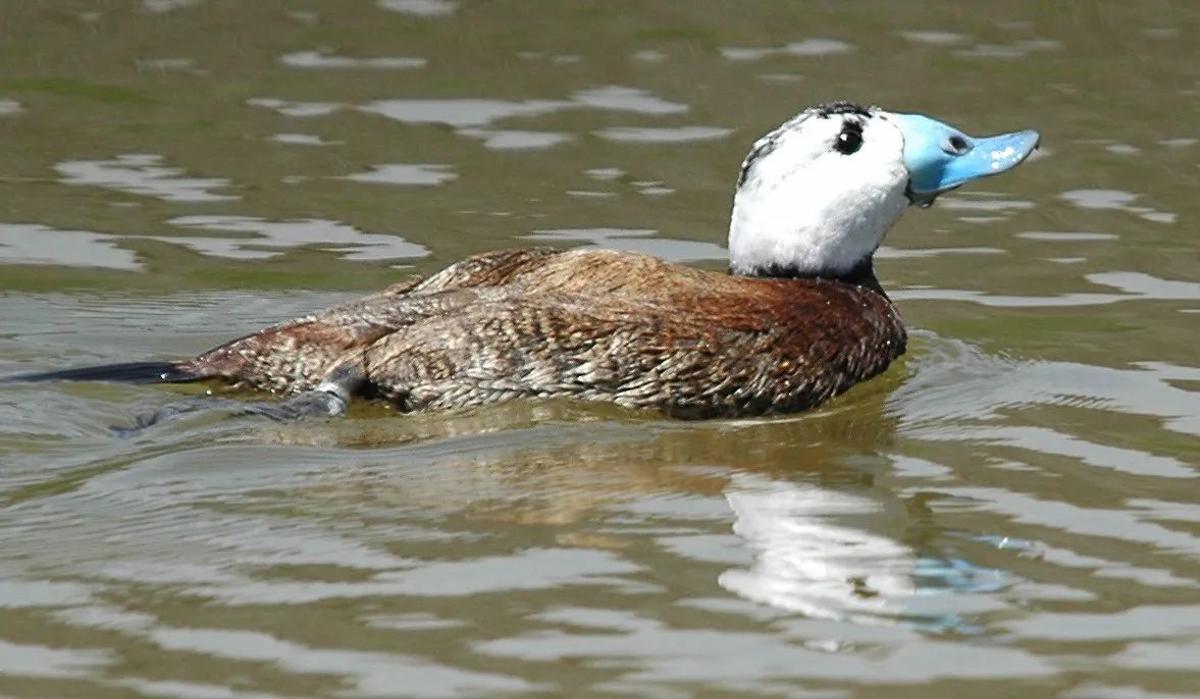 Pato cabeciblanco