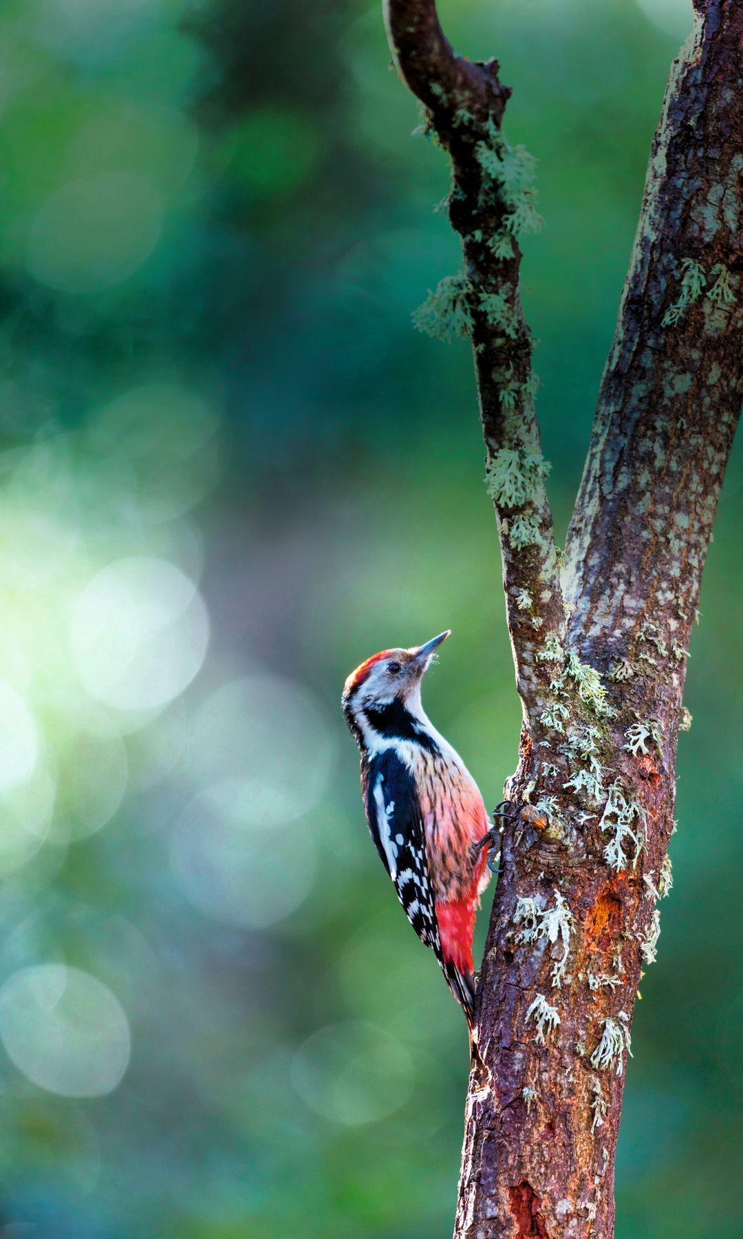 Pico medio del Parque Natural de Izki, Álava