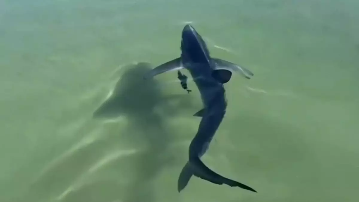 Así liberan a un tiburón atrapado entre rocas en la costa italiana