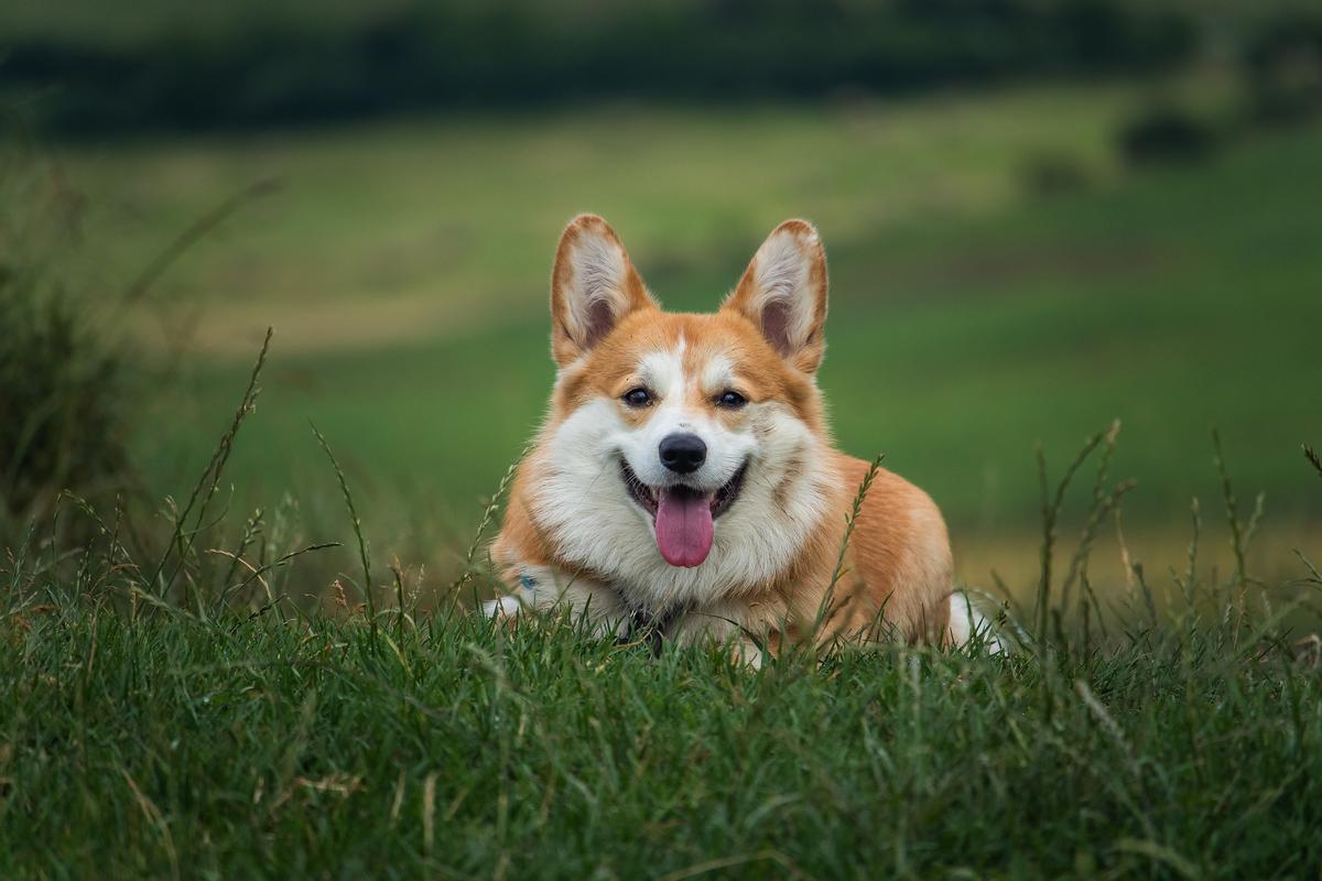 Los perros cambian su comportamiento cuando llegan determinadas catástrofes