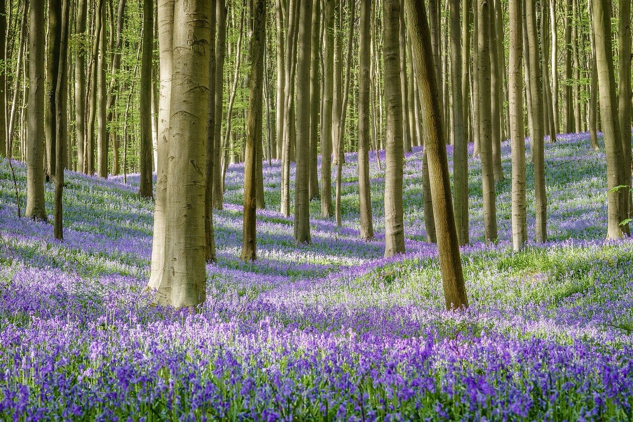 El bosque azul