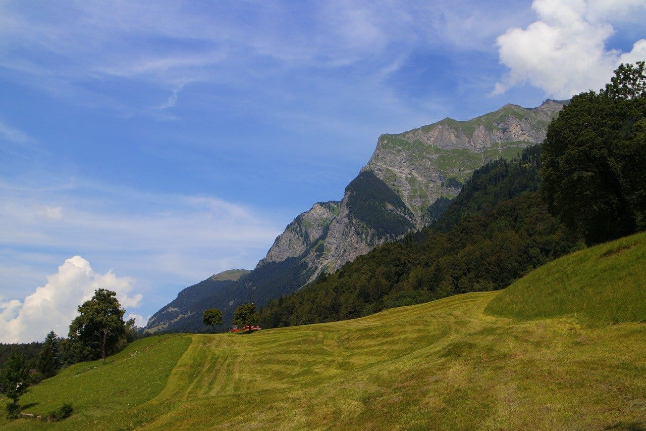 Bosque de Maienfeld