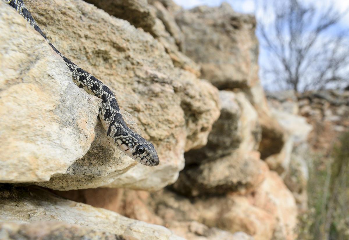 Una serpiente de herradura