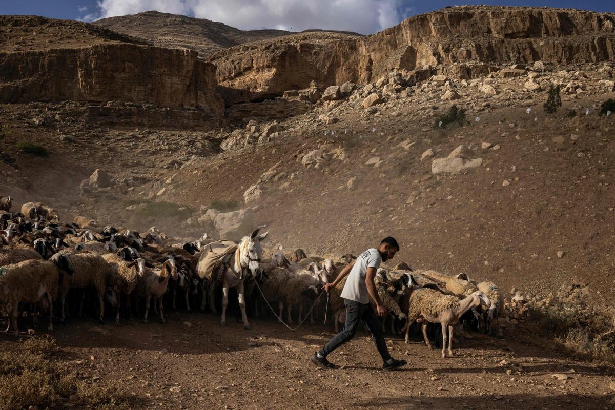 Un pastor palestino guía a sus ovejas cerca de la ciudad cisjordana de Nasariya el miércoles.