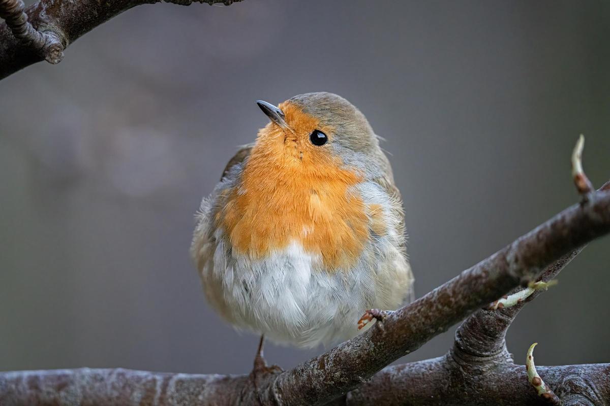 Los pequeños pájaros y mamíferos son ahora las próximas presas