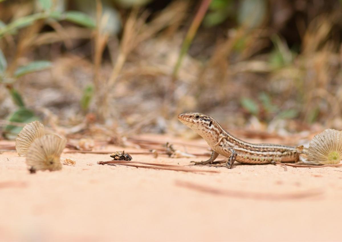 Lagarto Pitiusa en la arena de una playa