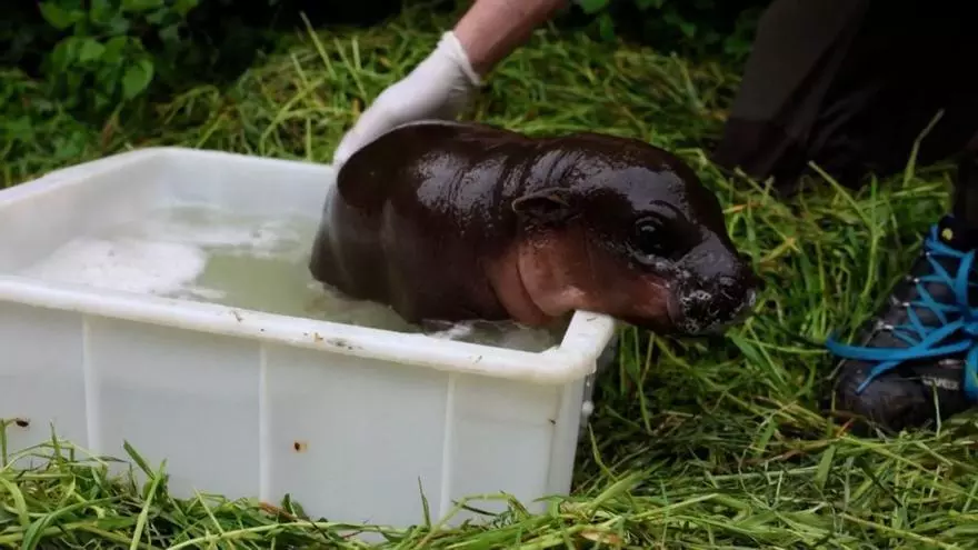 Una cría de hipopótamo pigmeo disfruta del primer baño al aire libre en Berlín