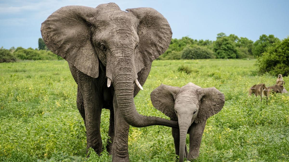 elefante africano