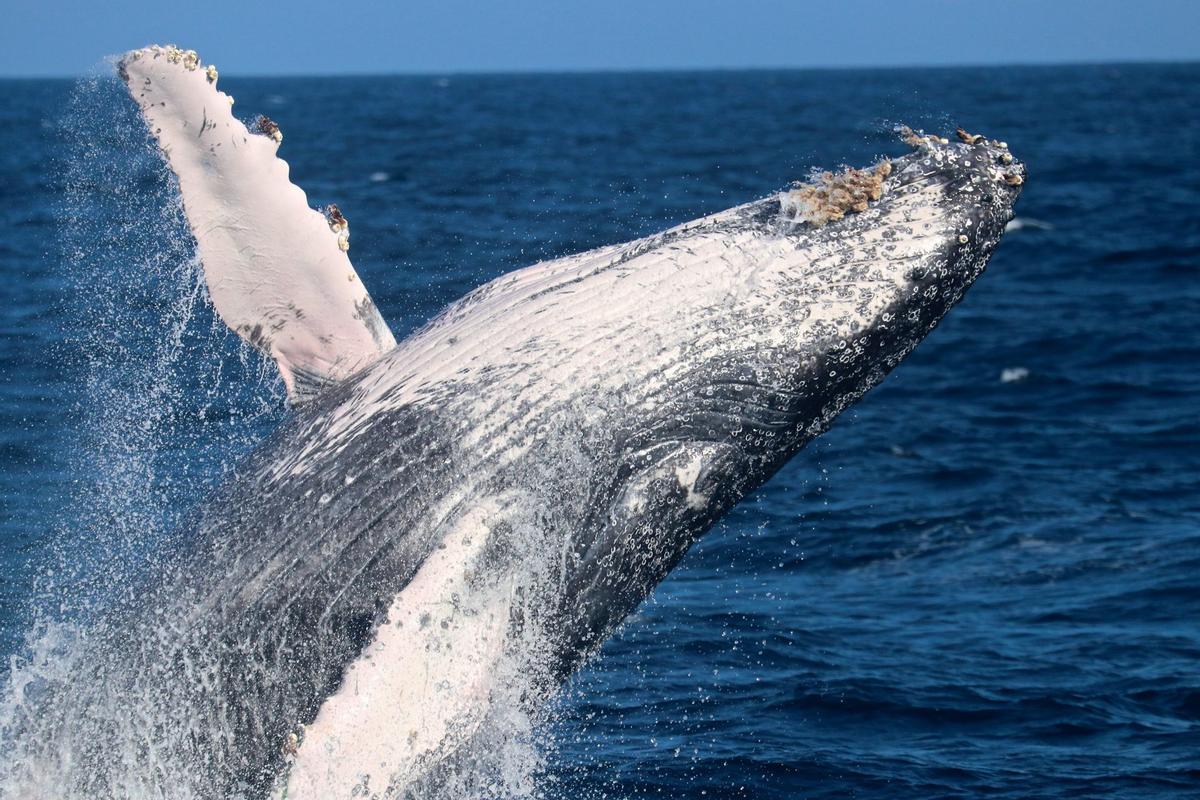 Una ballena realizando uno de sus característicos saltos.