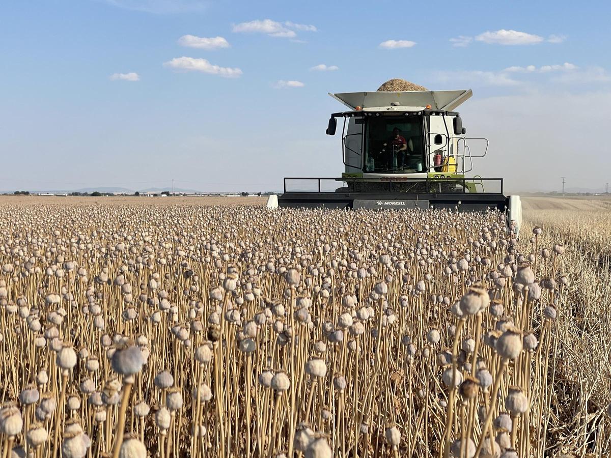 Un recolector recoge la flor de amapola seca en una de las plantaciones de Alcaliber, en el centro de la península.