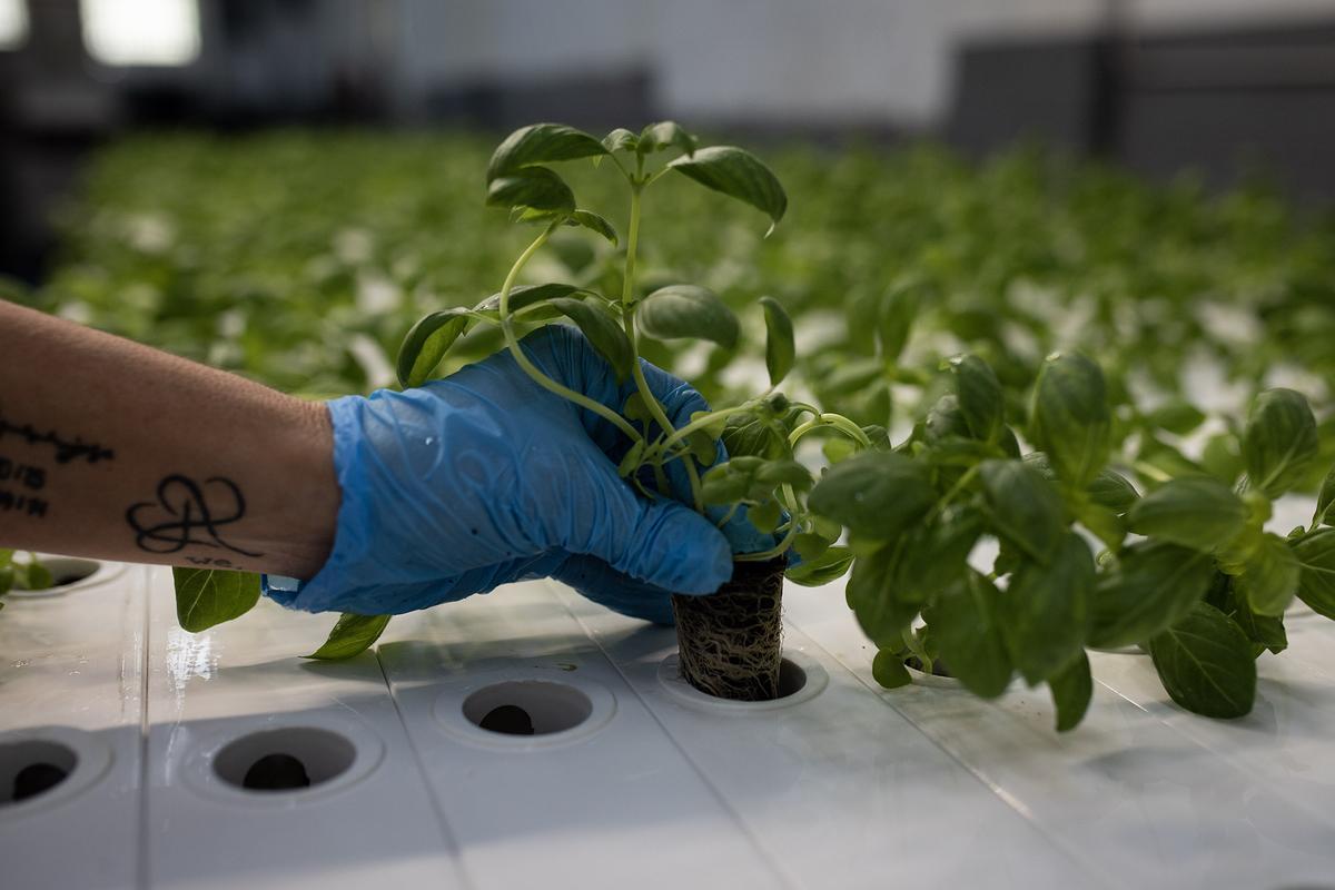 Trabajador de Groots distribuyendo cada planta en las torres de cultivo.
