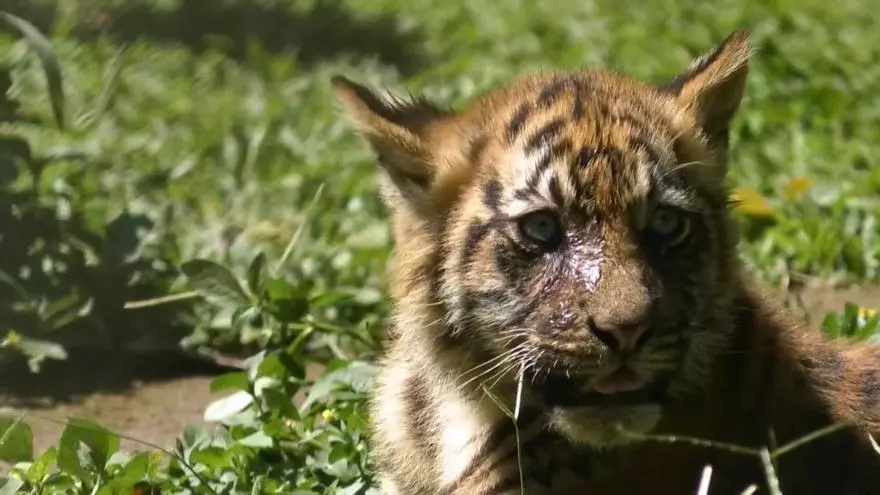 Nacen cuatro cachorros de tigre de Sumatra en Indonesia