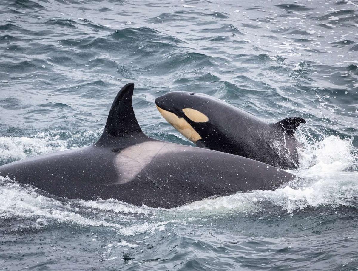 Una orca con su cría