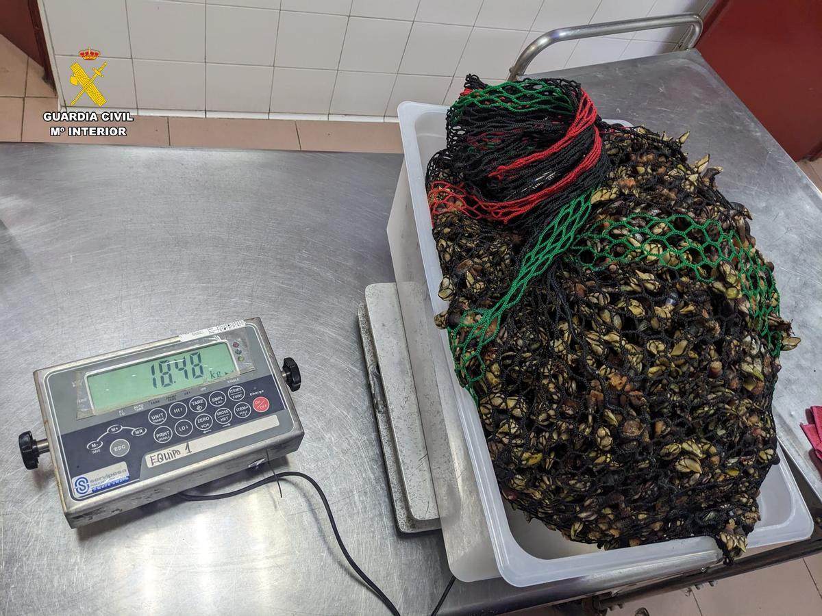 El pesaje de los percebes incautados al cazador furtivo.