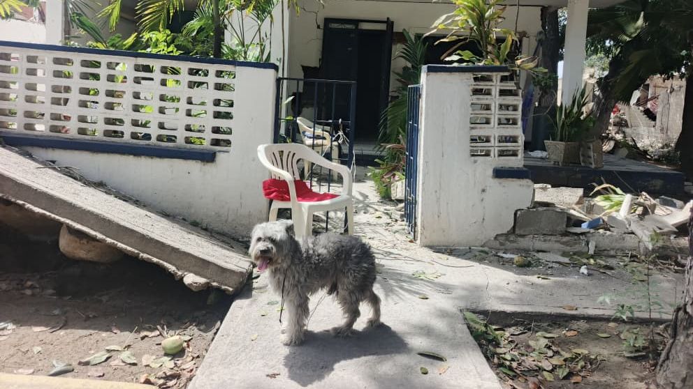 Un perro espera en la puerta de su casa en La Guaira (Venezuela), donde empiezan a producirse saqueos tras los terremotos.