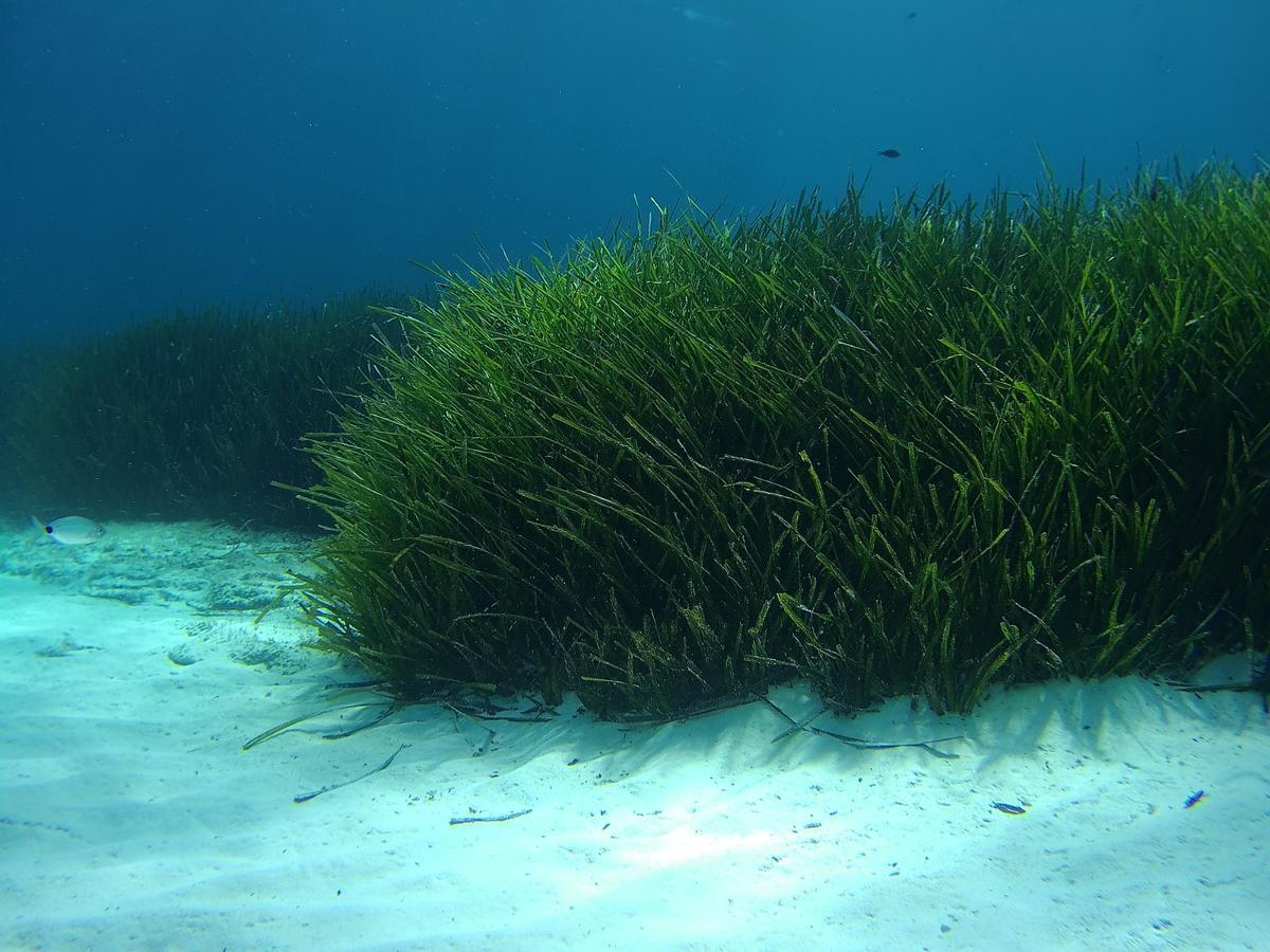 pradera de posidonia