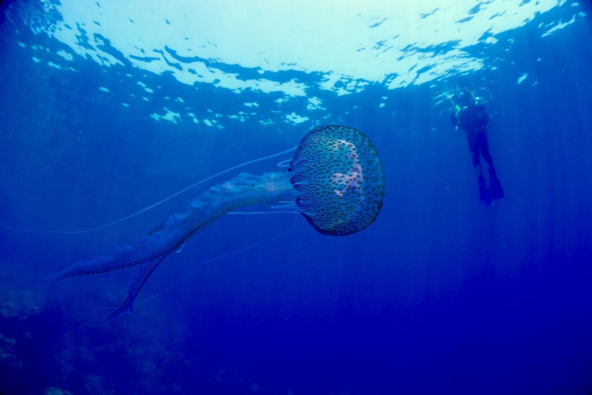 pelagia noctiluca