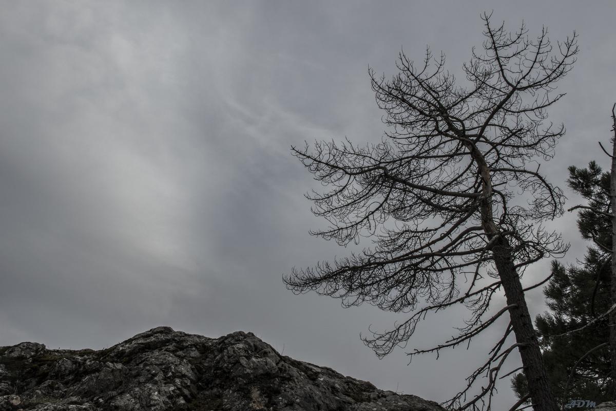 Un pino muerto en un bosque
