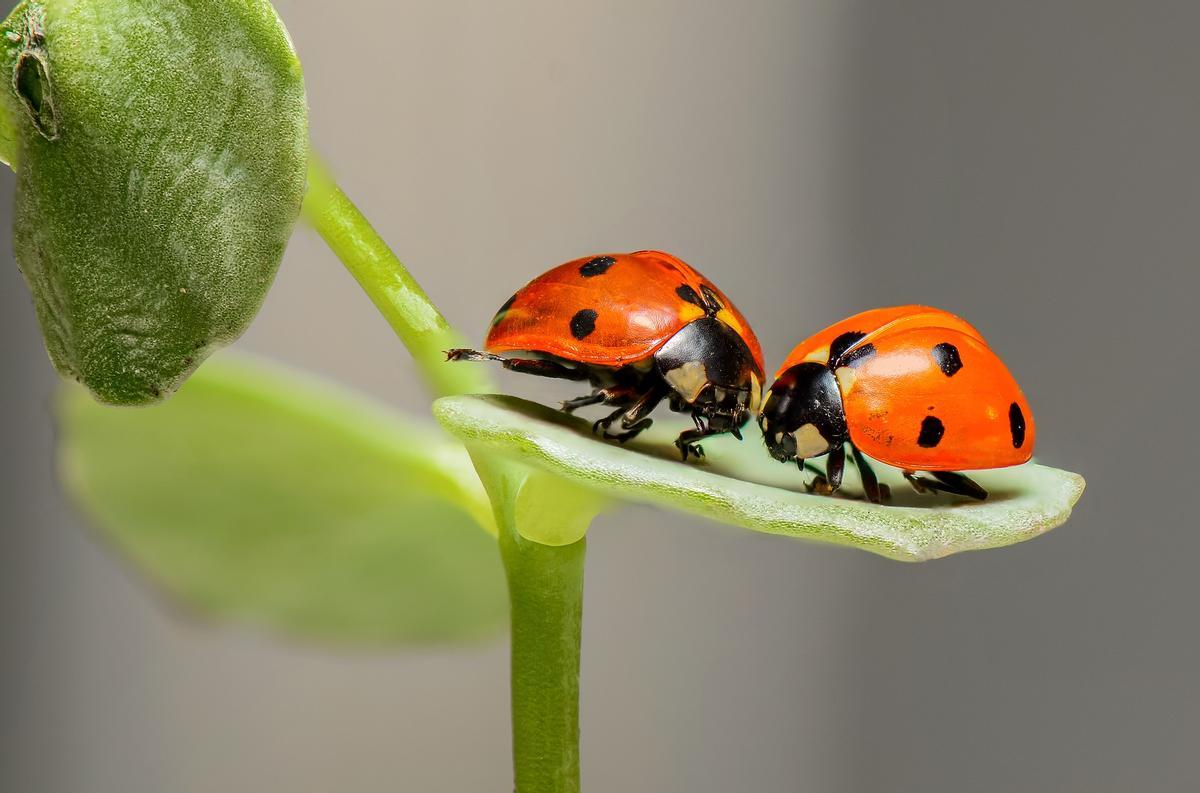 Los insectos también sufren los efectos de una oscuridad repentina e inesperada
