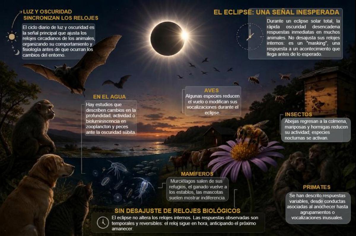 Efectos del eclipse sobre la fauna