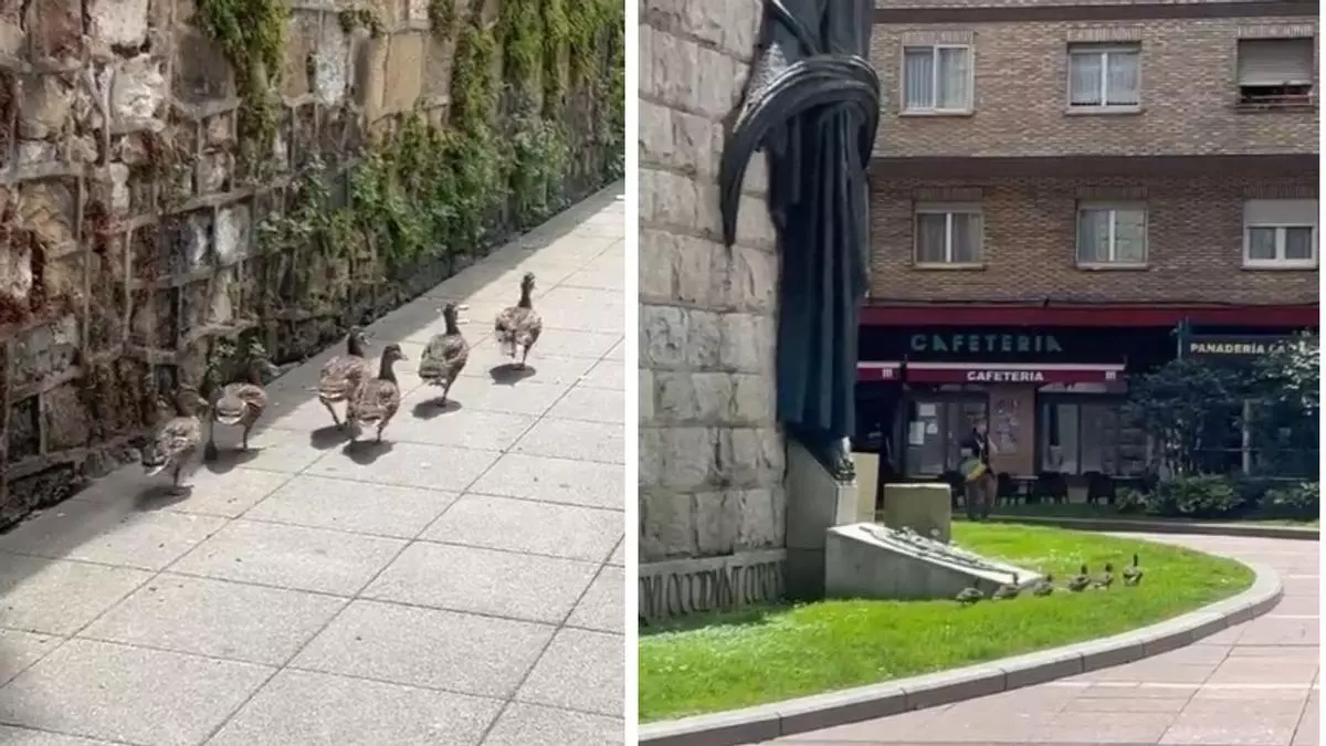 Los patitos del Campo San Francisco se van de vacaciones: sorpresa en Oviedo cuando un grupo de seis patos se escapa del parque y llega a la plaza del Fresno