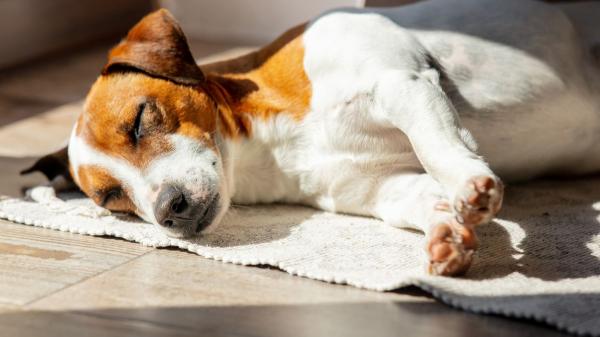 Patricia, adiestradora de perros: “Si tu perro no duerme cuando lo dejas solo, puede tener problemas de estrés” - Los perros duermen muchas más horas que las personas