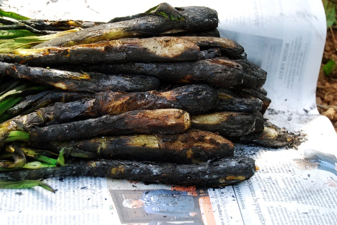 Calçots