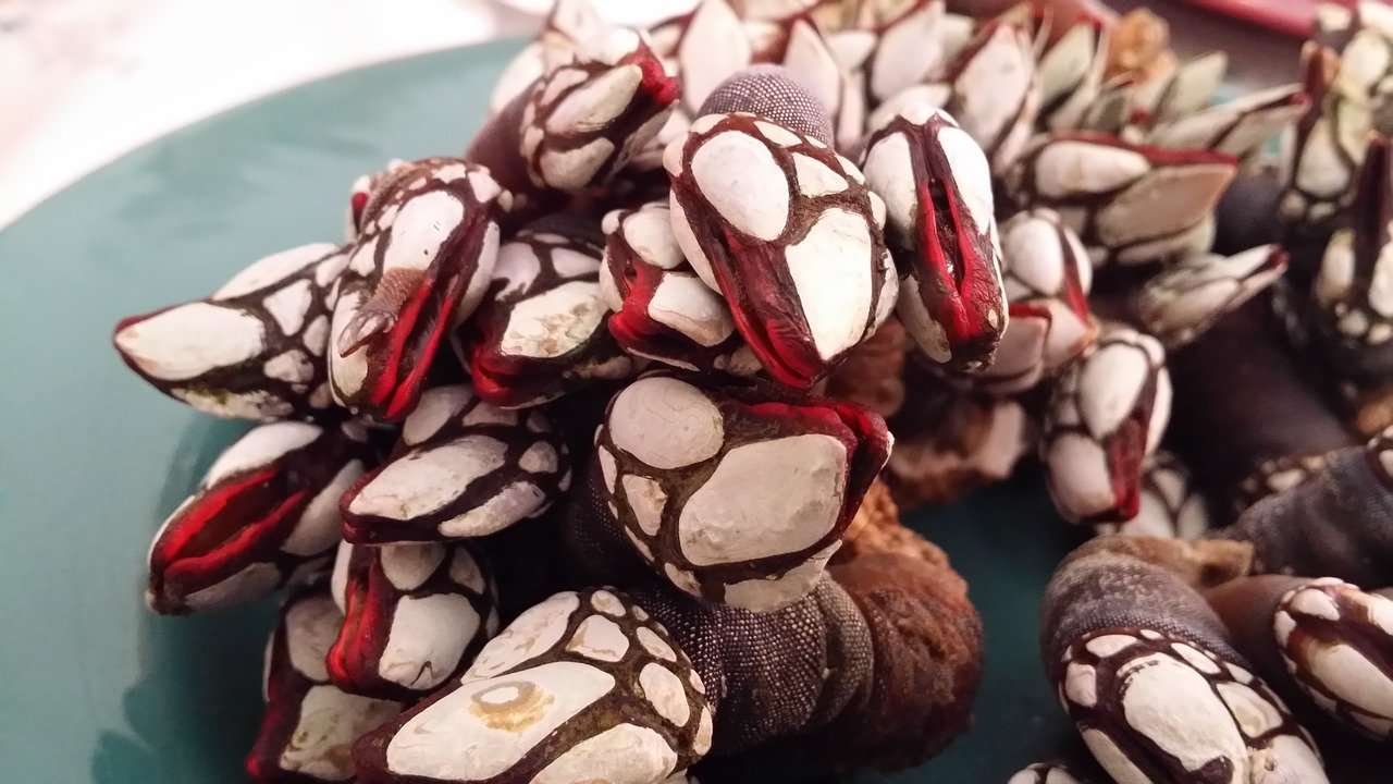 percebes